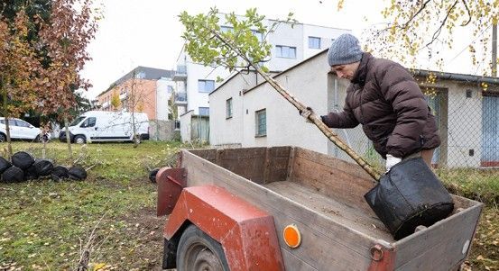 Plzeň: Projekt 2025 přinese 700 ovocných stromů a dotace až 3 tisíce Kč
