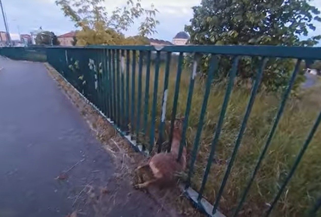 Plzeňští strážníci vysvobodili srnce heverem