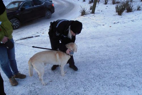 Foto: Strážníci městské policie na Lochotíně chystají intenzivnější kontroly