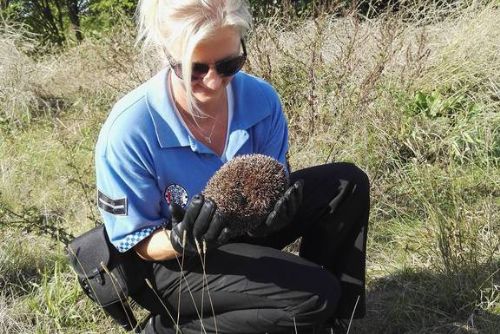 Foto: Strážníci na Slovanech zachraňovali ježka