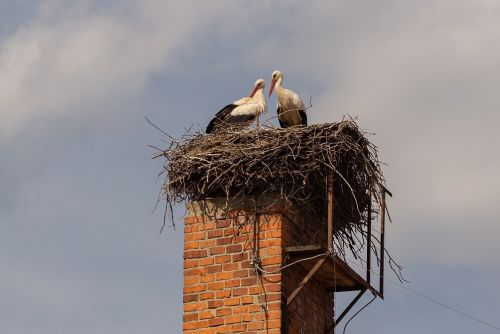 Foto: Čápi se vracejí. Ornitologové vyzývají ke sledování hnízd