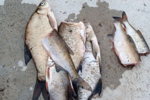 Foto: Cizinci pytlačili u Radbuzy, ryby jim sebrali strážníci 