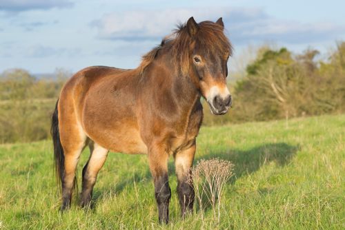 Foto: Dlouho očekávaný příjezd divokých koní do Dobřan připadl na neděli