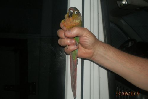 Foto: Do plzeňského bytu vlétl papoušek. Chytili ho strážníci