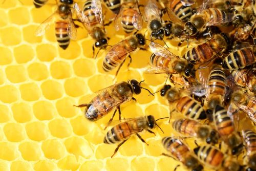 Foto: Dotace dostanou zahrádkáři, včelaři i myslivci 