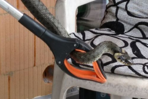 Foto: Hasiči v Holýšově honili hada
