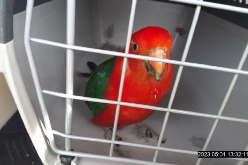 Foto: Hledá se majitel uprchlého papouška