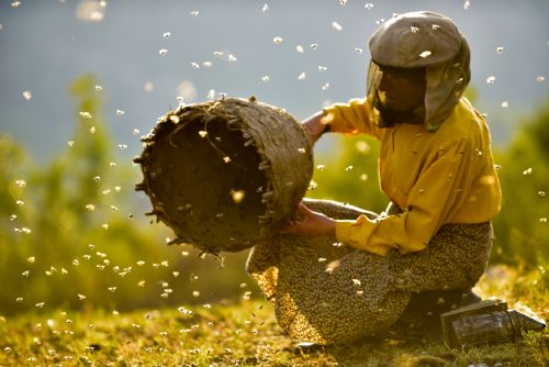 Foto: Letošní sezona medu byla v kraji bídná