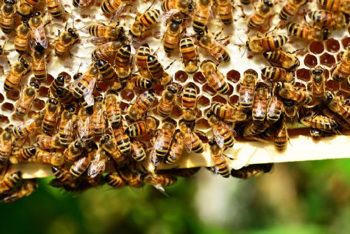 Foto: Včelaři v kraji mohou žádat o dotace