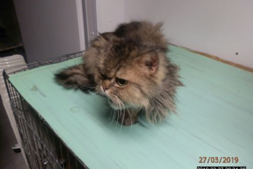 Foto: Kříženec perské kočky čeká na majitele v útulku