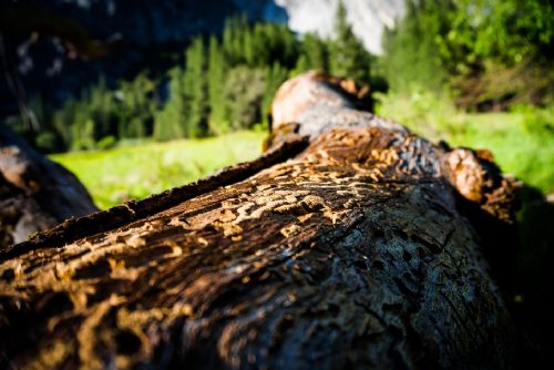 Foto: Na Šumavě zpracovali přes 180 000 m3 kůrovcového dřeva. Čtyřikrát víc než loni