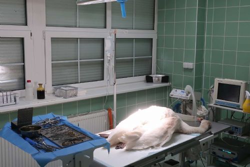 Foto: Labuť se zlomenou nohou operoval veterinář