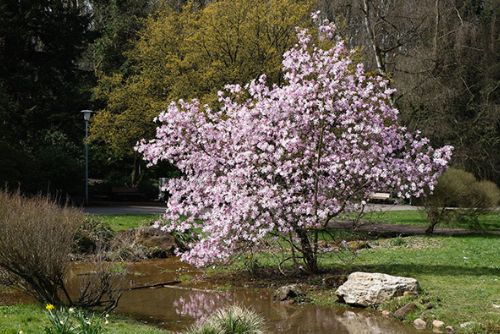 Foto: Magnólie - stromy a keře s nádhernými květy