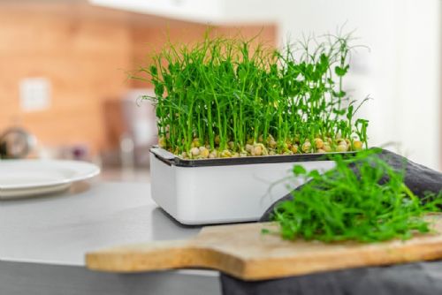 Foto: Microgreens nejsou jen ozdobou, ale také možností, jak pěstovat celý rok doma čerstvou zeleninu