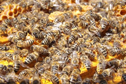 Foto: U Svojšína ukradli úly i se včelami