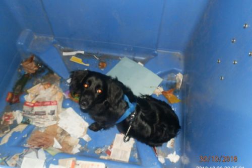 Foto: Na plzeňské Doubravce našli psa v kontejneru