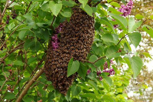 Foto: Na Plzeňsku útočí včely a vosy