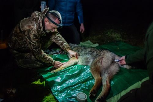 Foto: Na Šumavě odchytili divokou vlčici a nasadili jí obojek 