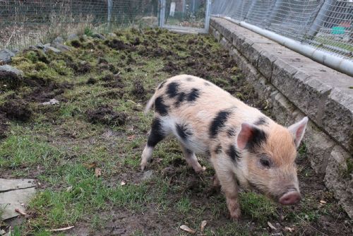 Foto: Na záchranné stanici živočichů je svině - zakrslá. Nechcete ji?