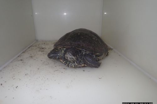 Foto: Na zahradu Na Výsluní dokráčela želva. Není vaše?