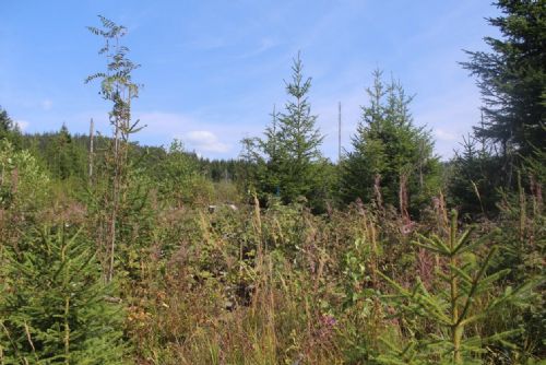 Foto: NP Šumava: Les se obnovuje nečekanou rychlostí 