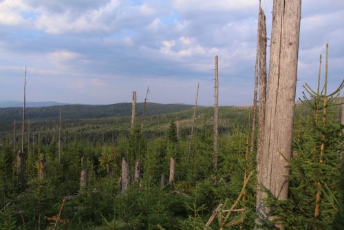 Foto: NP Šumava: Příroda si umí pomoci sama, třeba i s obnovou lesa