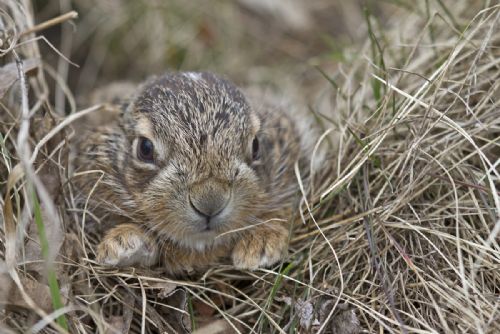 Foto: Ochránci zvířat opakují: Nezachraňujte ´opuštěné´ zajíčky 
