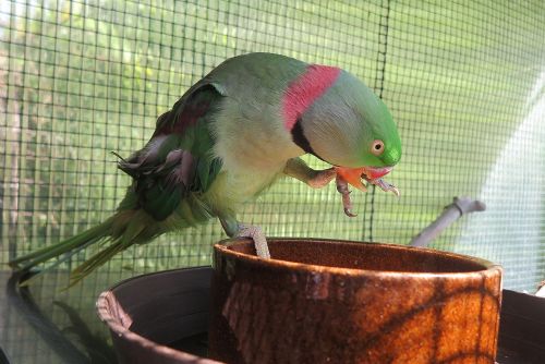 Foto: Papoušek bez části zobáku i andulka čekají na majitele