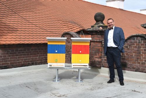 Foto: Plzeň se dala na městské včelaření, na střeše radnice má dva úly