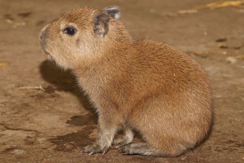 Foto: Plzeňská zoo má po osmi letech mládě kapybary