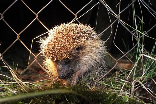 Foto: Plzeňští zvířecí záchranáři jsou zavaleni ježky