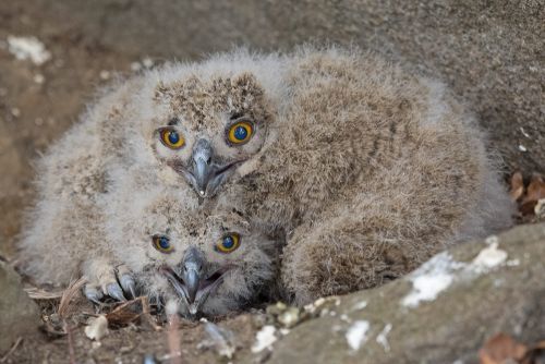 Foto: Plzeňští zvířecí záchranáři kroužkují mláďata na hnízdech
