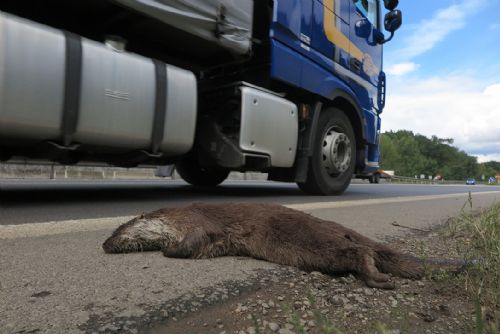 Foto: Pod koly aut na Plzeňsku končí stovky zvířat. I chráněné vydry