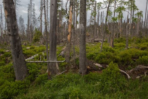 Foto: Šumavskou mozkovku vyhrál příspěvek o vlivu stromů na pralesní půdu