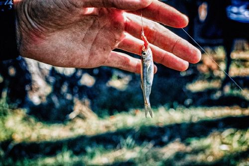 Foto: Rybáři na západě mají menší úlovky