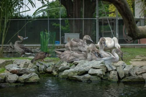 Foto: Šest labutích sirotků hledá přechodný domov
