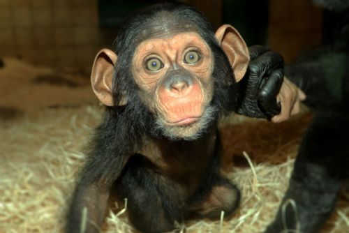 Foto: Šimpanzí slečna Caila z plzeňské zoo už vyráží na průzkumy