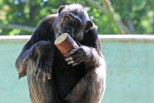 Foto: Smutná zpráva ze Zoo Plzeň: uhynul šimpanz Bask