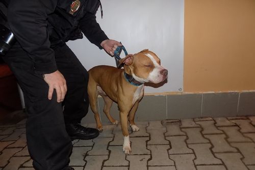 Foto: Strážníci odchytili v Plzni za víkend tři psy