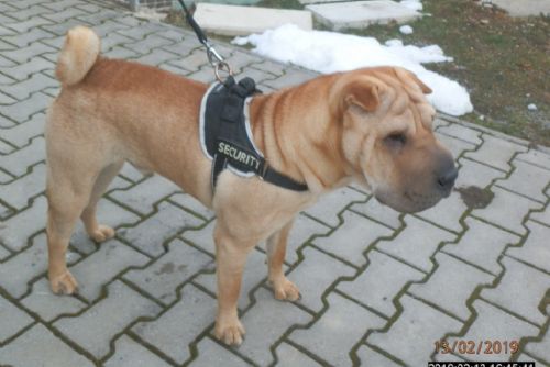 Foto: Strážníci v Plzni odchytávali pětici opuštěných psů