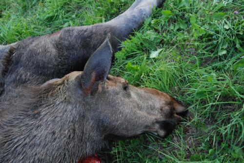 Foto: Tragický rok pro ohrožené losy – za pouhé čtyři měsíce tři zvířata nepřežila na Šumavě střet s auty