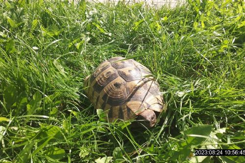 Foto: Travou si to v Doubravce štrádovala želva, strážníci ji odvezli do útulku