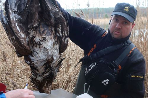Foto: U Horažďovic našli mrtvého orla s vysílačkou. Byl otrávený?