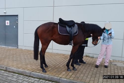 Foto: U Kauflandu v Plzni strážníci odchytávali koně