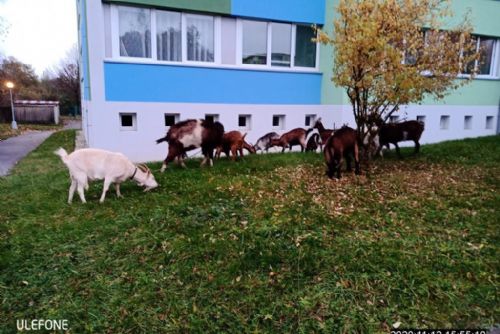 Foto: U vysokoškolských kolejí v Plzni pobíhaly kozy