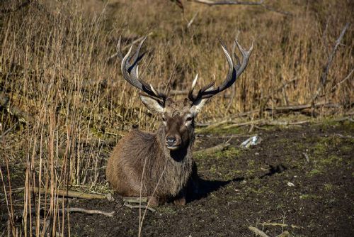 Foto: U Žinkov pytlák zastřelil jelena
