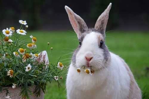Foto: V Horažďovicích zmizela z kotce třicítka králíků