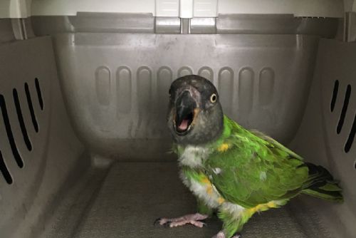 Foto: V plzeňské Polední chytili papouška senegalského. Nechybí vám?