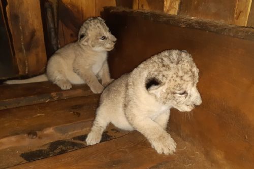 Foto: V plzeňské zoo se narodila dvě lvíčata