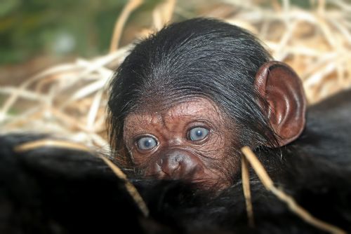 Foto: V plzeňské zoo se narodila malá šimpanzice 